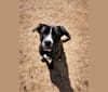 Photo of Abby, a German Shepherd Dog, Bulldog, Boxer, and Labrador Retriever mix