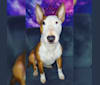 Valkyrie, a Bull Terrier tested with EmbarkVet.com