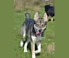 Koda, a German Shepherd Dog and Siberian Husky mix tested with EmbarkVet.com