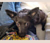 Rynoa, a Chihuahua and Poodle (Small) mix tested with EmbarkVet.com