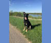 Bear, a German Shepherd Dog and Siberian Husky mix tested with EmbarkVet.com