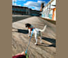 Dennis, an American Eskimo Dog and Dachshund mix tested with EmbarkVet.com