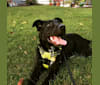 Norbert, a German Shepherd Dog and Labrador Retriever mix tested with EmbarkVet.com