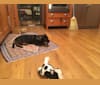Luna, a Rottweiler and Chihuahua mix tested with EmbarkVet.com
