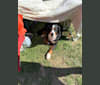 Mozzie, a Bernese Mountain Dog tested with EmbarkVet.com