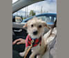 Laka, a Chihuahua and Poodle (Small) mix tested with EmbarkVet.com