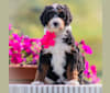 Photo of Marlow, a Bernedoodle 