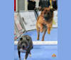 Kooper, a Saint Bernard and German Shepherd Dog mix tested with EmbarkVet.com