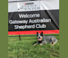 BugZ, an Australian Cattle Dog tested with EmbarkVet.com