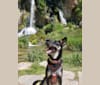 Remington, a Labrador Retriever and German Shepherd Dog mix tested with EmbarkVet.com