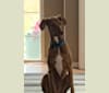 Photo of Leroy, a Doberman Pinscher and Boxer mix in Michigan, USA