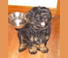 Photo of Lani (2009-2021), my greatest love!, a Shih Tzu, Poodle (Small), Chow Chow, Labrador Retriever, and Mixed mix in Denver, CO, USA