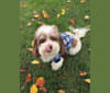 Tully, a Poodle (Small) and Shih Tzu mix tested with EmbarkVet.com