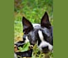 Serana, a Boston Terrier tested with EmbarkVet.com