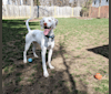 Scout, a Pointer and Brittany mix tested with EmbarkVet.com
