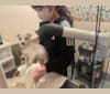 トト, a Shiba Inu and American Eskimo Dog mix tested with EmbarkVet.com