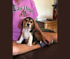 Allure Cracker Jax Surprise Treasure "Jax", a Beagle tested with EmbarkVet.com