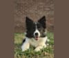 Photo of Destiny, a Border Collie  in Oxford, Mississippi, USA