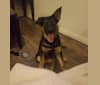 Tyson, a German Shepherd Dog and Golden Retriever mix tested with EmbarkVet.com