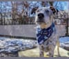 Photo of Banjo, an Australian Cattle Dog, Chow Chow, American Pit Bull Terrier, German Shepherd Dog, and Boxer mix in Alabama, USA