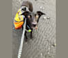 Photo of Spud, an Alaskan-type Husky and German Shorthaired Pointer mix in Minto, Alaska, USA