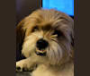 Sandy, a Southeast Asian Village Dog and Shih Tzu mix tested with EmbarkVet.com
