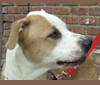Carolina, an American Pit Bull Terrier and Boxer mix tested with EmbarkVet.com