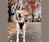 Buzz, a Labrador Retriever and Siberian Husky mix tested with EmbarkVet.com