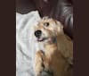 Photo of Kozmo, a Beagle and Miniature Schnauzer mix in San Antonio, Texas, USA
