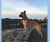 Peanut, a German Shepherd Dog and Boxer mix tested with EmbarkVet.com