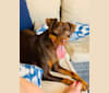 Benson, a Miniature Pinscher and Chihuahua mix tested with EmbarkVet.com