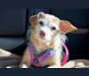 Kenzie, a Chihuahua and Rat Terrier mix tested with EmbarkVet.com