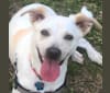 Archie, a Polynesian Village Dog tested with EmbarkVet.com