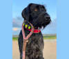 Moxie, a German Wirehaired Pointer tested with EmbarkVet.com