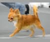 Nova, a Chihuahua tested with EmbarkVet.com