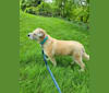 Marley, a Poodle (Small) and Boxer mix tested with EmbarkVet.com