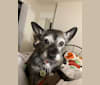Minnie, a Chihuahua and West Highland White Terrier mix tested with EmbarkVet.com