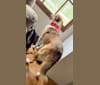 Cujo, a Great Pyrenees and Rottweiler mix tested with EmbarkVet.com