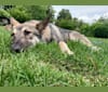 Obi, a Saarloos Wolfdog and Norwegian Elkhound mix tested with EmbarkVet.com