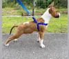 Teak, a Bull Terrier tested with EmbarkVet.com