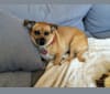 Polly, a Pug and Dachshund mix tested with EmbarkVet.com