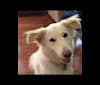Angel, a Siberian Husky and Norwegian Elkhound mix tested with EmbarkVet.com