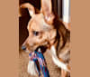 Jack, a Chihuahua and Shih Tzu mix tested with EmbarkVet.com