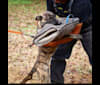 Jinx Van Patriot, a Dutch Shepherd and German Shepherd Dog mix tested with EmbarkVet.com