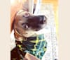 Photo of Ella, an American Bulldog, Labrador Retriever, Chinese Shar-Pei, and Siberian Husky mix in Green Bay, Wisconsin, USA