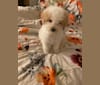 Pax, a Poodle (Small) and Cocker Spaniel mix tested with EmbarkVet.com