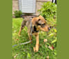 Chewie, a Mountain Cur and American Leopard Hound mix tested with EmbarkVet.com