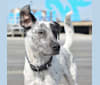 Auggie, a Labrador Retriever and Chow Chow mix tested with EmbarkVet.com