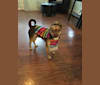 Herbie, a Pug and Chihuahua mix tested with EmbarkVet.com