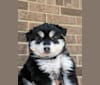 Lele, a Siberian Husky and American Eskimo Dog mix tested with EmbarkVet.com